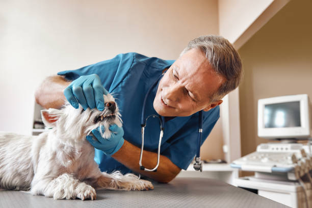 Best Tooth Infection Emergency Dentist  in Broadview Park, FL